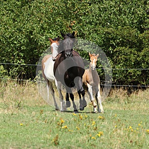 Amazing batch of horses on pasturage