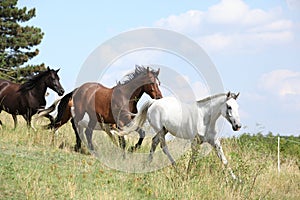 Amazing batch of horses on pasturage