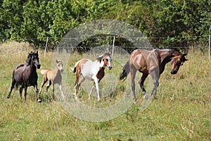 Amazing batch of horses on pasturage