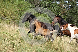 Amazing batch of horses on pasturage