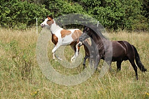 Amazing batch of horses on pasturage