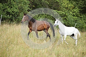 Amazing batch of horses on pasturage