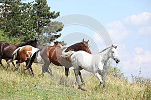 Amazing batch of horses on pasturage