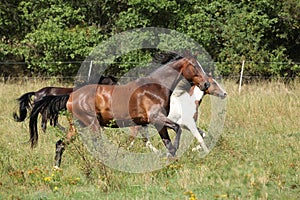 Amazing batch of horses on pasturage