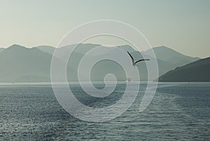 Amazing beach sea and bird Greece Corfu