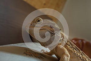 Bearded Dragon looking angry on the bed