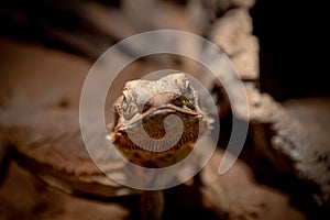 Bearded Dragon looking friendly