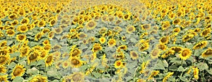 amazing beautiful background of flowered sunflowers in summer