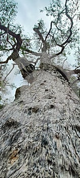 amazing and beautiful big old tree