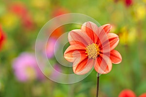 Amazing beautiful bokeh background with bright red or pink or coral dahlia flowers. A colorful floral nature greeting or