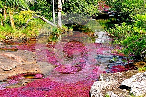 Amazing beautiful Canio Cristales river with red algae, surrounded by green plants of the tropical Colombia