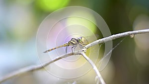 An amazing beautiful Dragonfly in the garden with beautiful bokeh