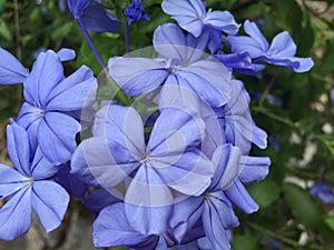 Amazing Beautiful Flowers Blue plumbago