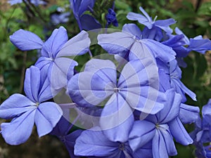 Amazing Beautiful Flowers Blue Plumbago