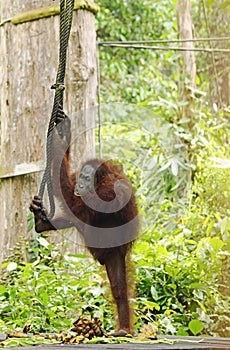 Amazing beautiful funny wild free orangutan Sepilok jungle, Sabah, Borneo