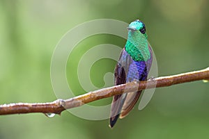 Amazing and beautiful hummingbird perched on a branch