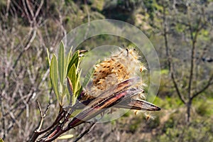 Amazing, beautiful and majestic nature on the banks of the mountain river Ayun - a branch of a tree with seeds ready to scatter photo