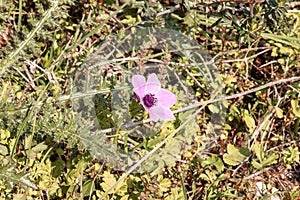 Amazing, beautiful and majestic nature on the banks of the mountain river Ayun - pink blooming flower anemone blooms on the shore