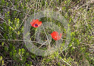 Amazing, beautiful and majestic nature on the banks of the mountain river Ayun - red blooming flowers anemone blooms on the shore