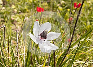 Amazing, beautiful and majestic nature on the banks of the mountain river Ayun - white blooming flower anemone blooms on the