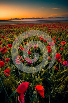 Amazing beautiful multitude of poppies growing in a field of wheat