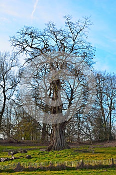 Amazing beautiful old tree