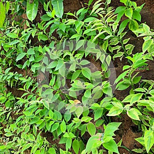 Amazing beautiful plants. The green leafes look like fresh and make anyone who look them feel enjoy.