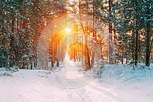 Amazing Beautiful sunset sunrise sun sunshine in sunny winter snowy forest.