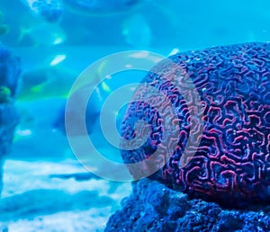 Amazing beautiful underwater aquatic sea landscape background of a red brain coral in close up with swimming fish in the backgroun
