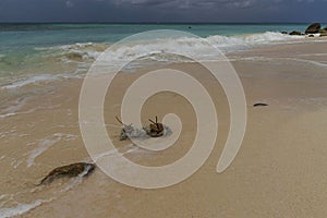 Amazing beauty Caribbean sea beach. Eagle beach Aruba island.