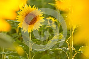 Amazing beauty of golden sunlight on sunflower petals. Beautiful view on field of sunflowers at sunset