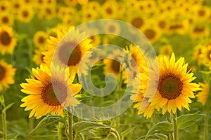 Amazing beauty of golden sunlight on sunflower petals. Beautiful view on field of sunflowers at sunset