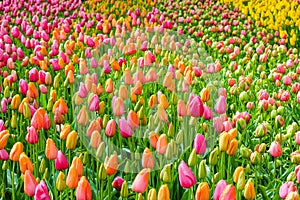 Amazing bed of flowers with fresh colorful tulips. Tulips are mainly orange and pink. Morning dew on the flowers. Beatiful nature