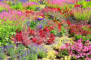 Amazing bed of flowers with many different flower species. The wonderful flowers have bright colors, mainly red, pink and purple photo