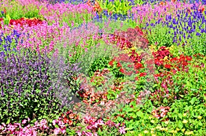 Amazing bed of flowers with many different species of beautiful blooming flowers. The leaves colors are pink, red, or violet
