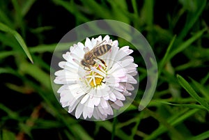 Amazing bee on blooming white flower