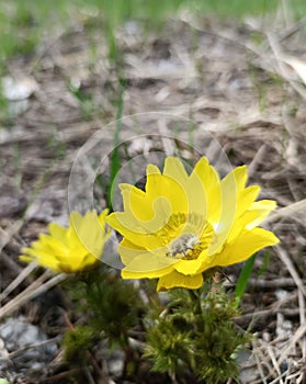 The amazing beetle is impressed by the nectar of a bright yellow flower called adonis vernalis