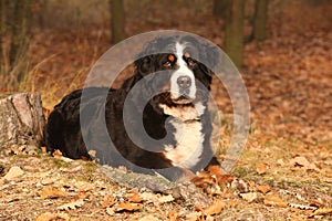 Sorprendente montagna il cane sdraiarsi autunno foresta 