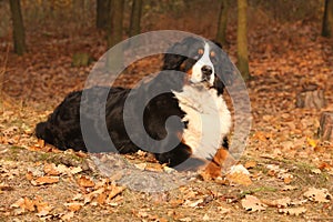 Sorprendente montagna il cane sdraiarsi autunno foresta 