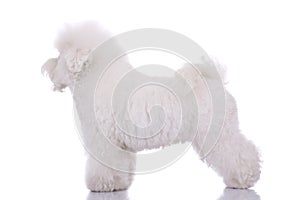 Amazing bichon frise