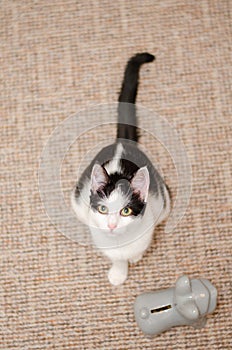 Amazing bicolor cat watching at camera with her green eyes