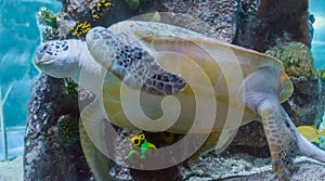 Amazing and big green or loggerhead rare sea turtle swimming in the ocean a marine sea life animal close up portrait