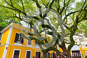 Amazing big green tree