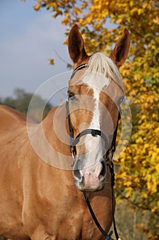 Amazing big warmblood in autumn