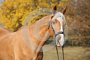 Amazing big warmblood in autumn