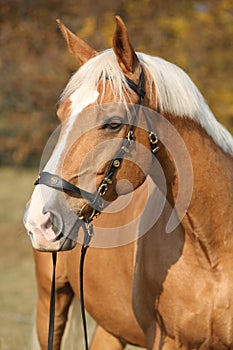 Amazing big warmblood in autumn