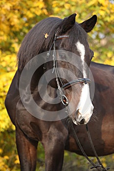 Amazing big warmblood in autumn