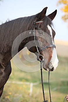 Amazing big warmblood in autumn