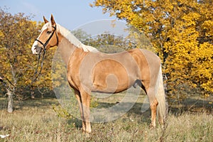 Amazing big warmblood in autumn