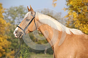 Amazing big warmblood in autumn